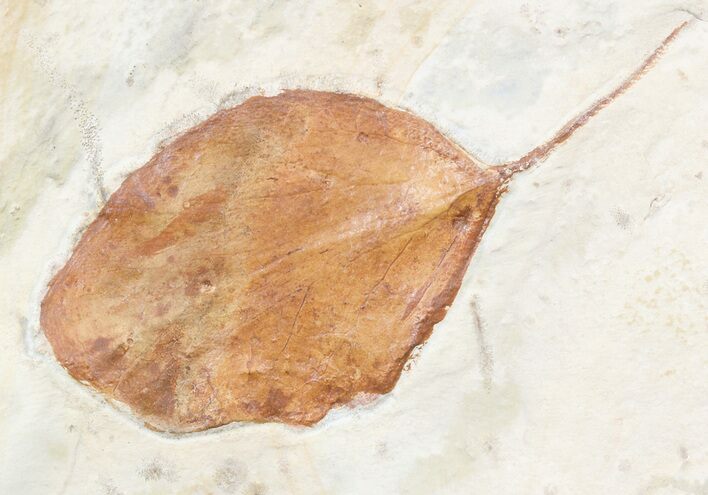 Paleocene Fossil Leaf - Montana #56203